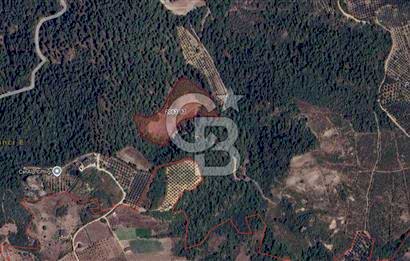 CB BLACK'TEN İZNİK ÇAMDİBİ ÇOK DEĞERLİ 14.111m2 TARLA